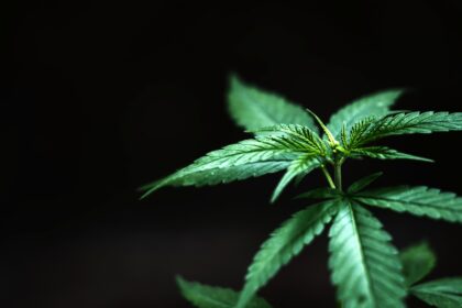 Best place to buy kratom