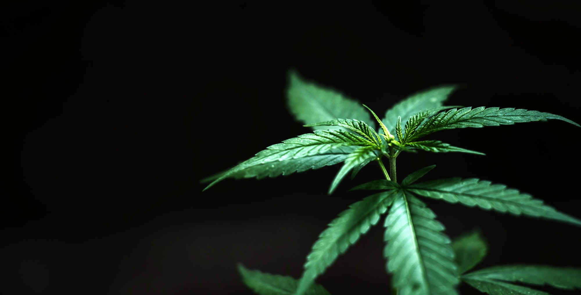 Best place to buy kratom
